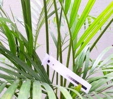 Plant Tag